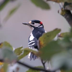 Great Spotted Woodpecker