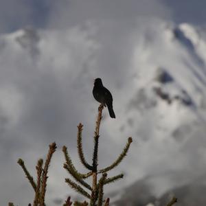 Eurasian Blackbird