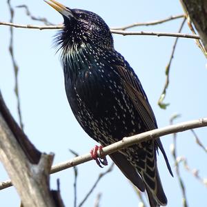 Common Starling