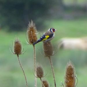 European Goldfinch