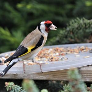 European Goldfinch