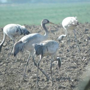 Common Crane