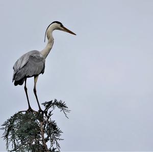 Grey Heron