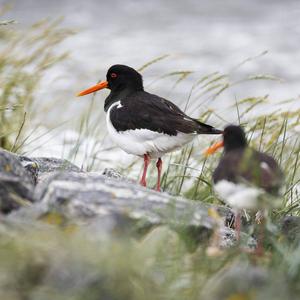 Eurasian Oystercatcher