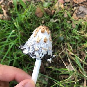 Shaggy Mane