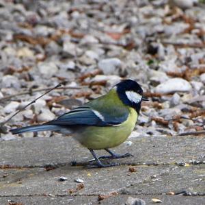 Great Tit