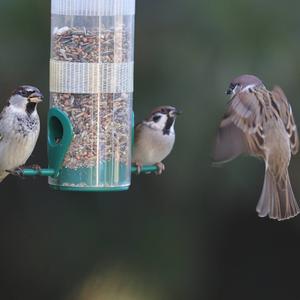 Eurasian Tree Sparrow