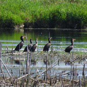 Double-crested Cormorant