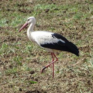 White Stork