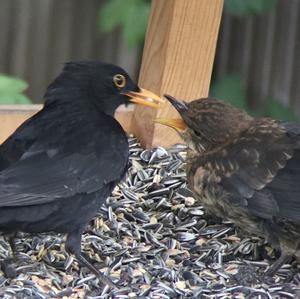 Eurasian Blackbird