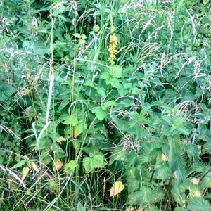 Mullein (Common)