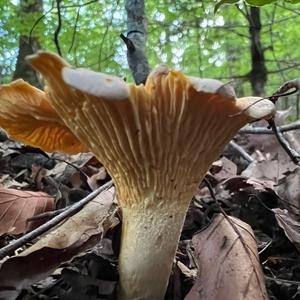 Chanterelle, Common