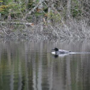 Common Loon