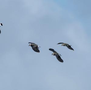 Northern Lapwing