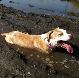 American Pit Bull Terrier