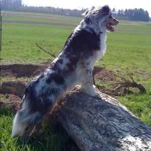 Australian Shepherd