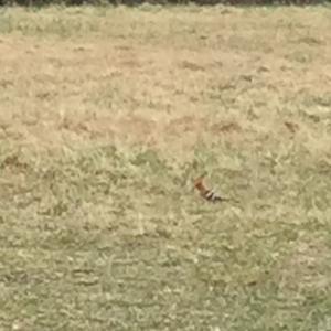 Eurasian Hoopoe