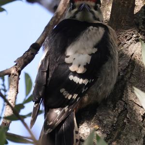 Great Spotted Woodpecker