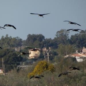 Glossy Ibis