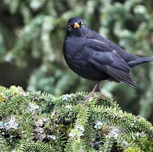 Eurasian Blackbird