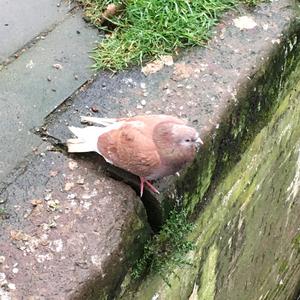 Common Wood-pigeon