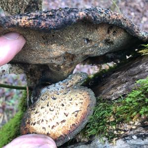 Dryad`s Saddle