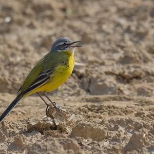 Yellow Wagtail