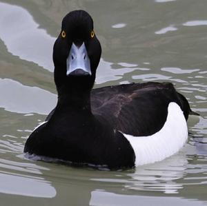 Tufted Duck