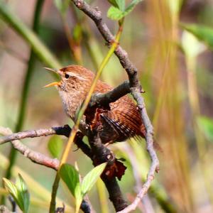 Winter Wren