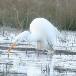 Great Egret