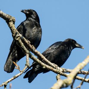 Carrion Crow