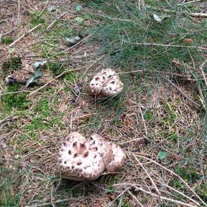 Shingled Hedgehog