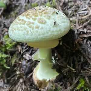 Citron Amanita