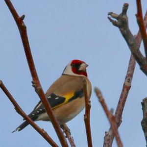 European Goldfinch