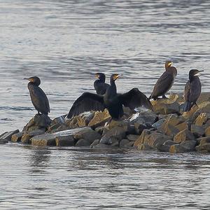 Great Cormorant