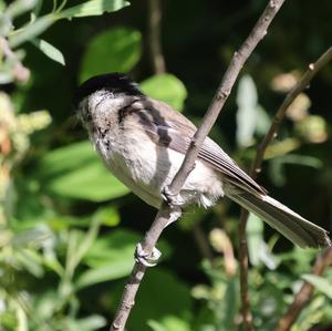 Marsh Tit