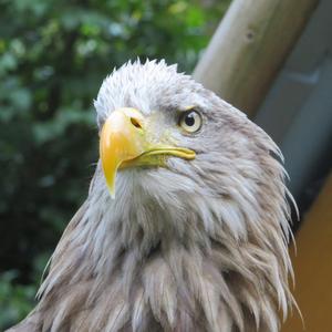 White-tailed Eagle