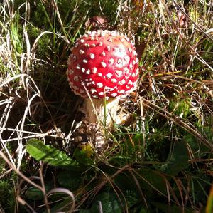 Fly Agaric