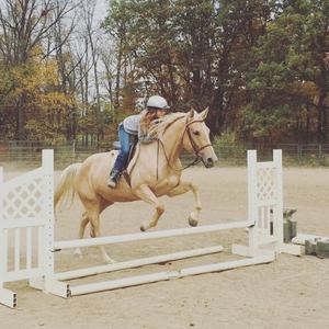American Quarter Horse