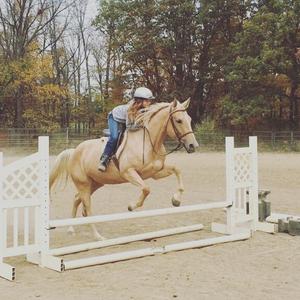 American Quarter Horse