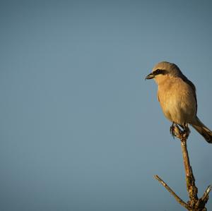 Red-backed Shrike