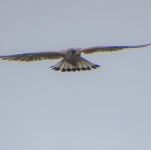 Common Kestrel