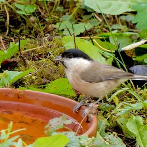 Marsh Tit