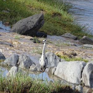 Grey Heron