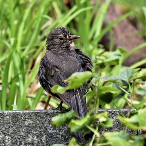 Eurasian Blackbird