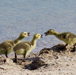 Canada Goose