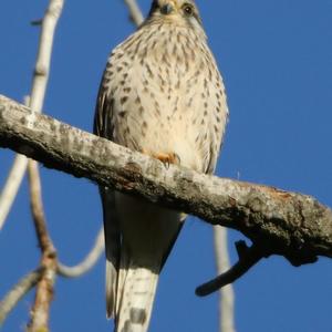 Common Kestrel