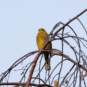 Yellowhammer