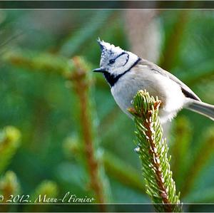 Crested Tit