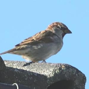 House Sparrow